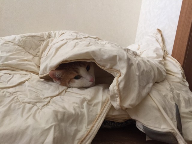 Котовторник 29.5.18