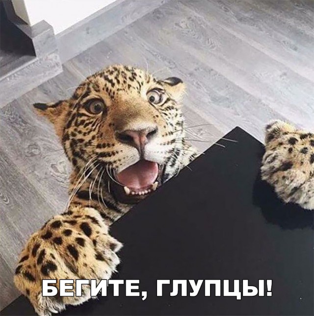 Нестандартный юмор