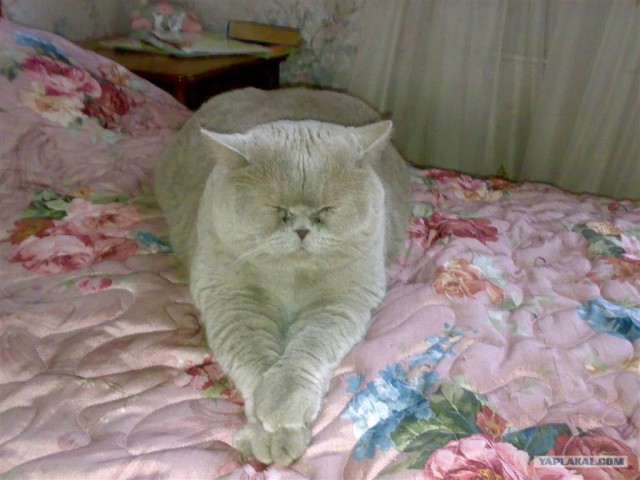 Котовторник на ЯПлакалъ 08.07.2008