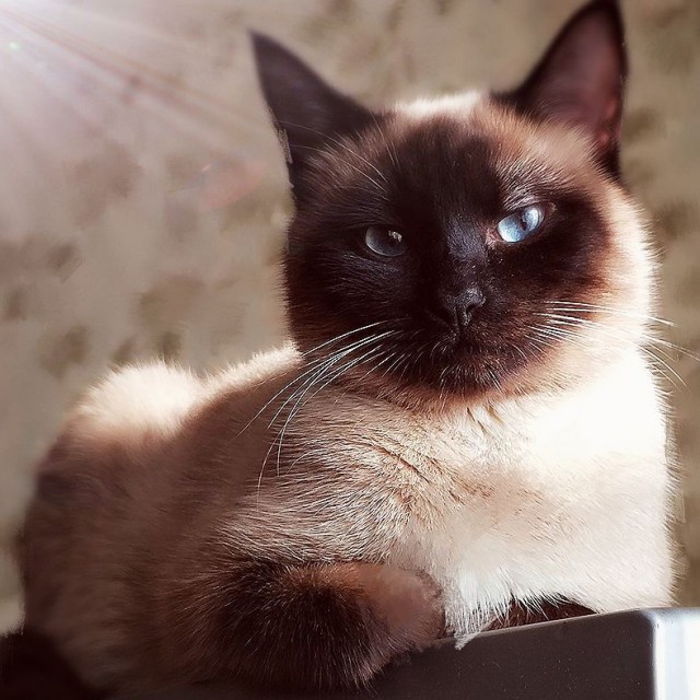 Котовторник 07.08.2018