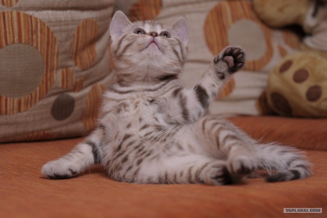 Сегодня котовторник, а котиков все нет