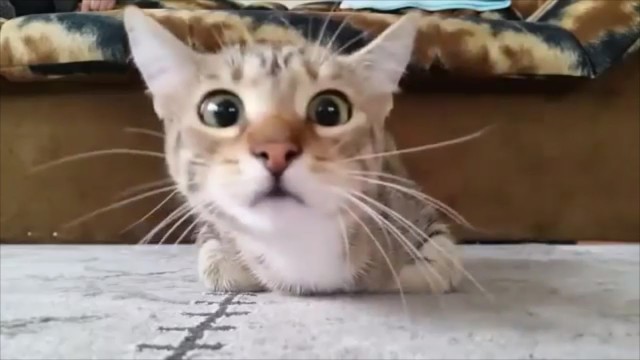 На что способно электричество 220 Вольт если включить не туда куда надо))