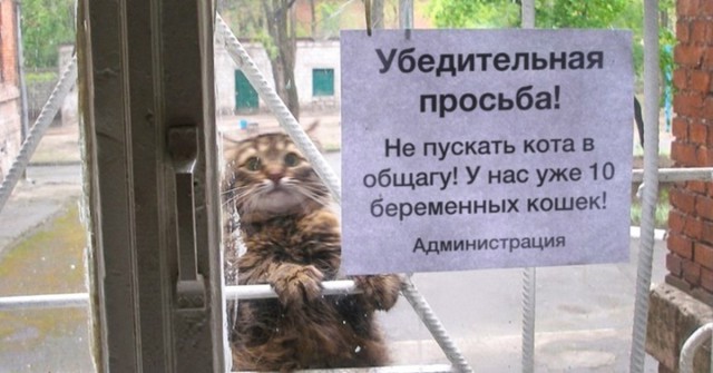 Ну нельзя сюда котам...