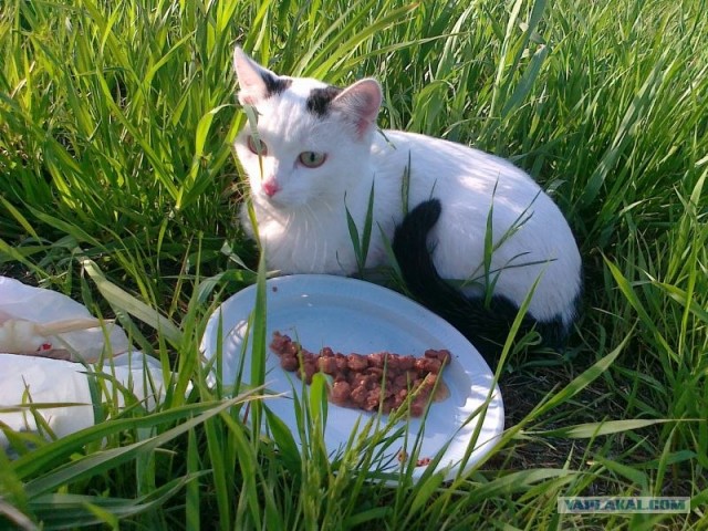 Котовторник 06.12.2011