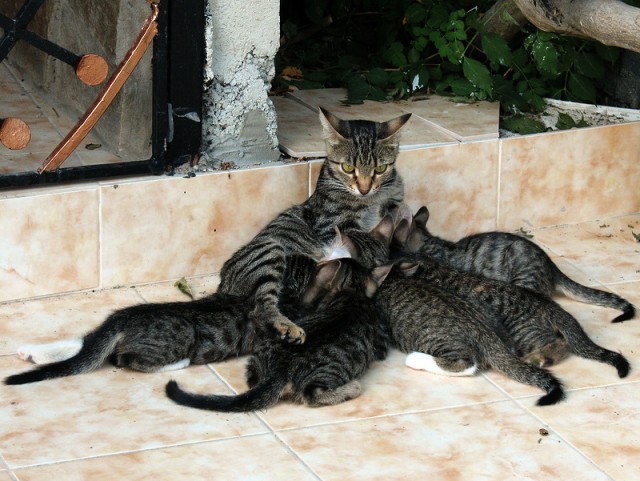 Котовторник 20.12.2011