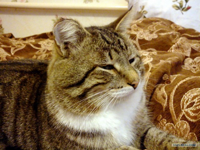 Котовторник 27.03.2012