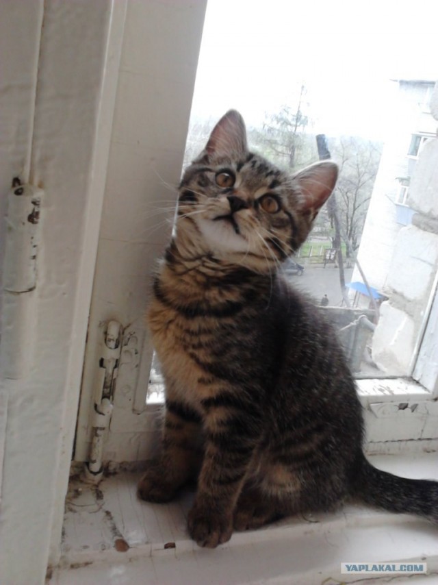 Котовторник (15.05.2012)
