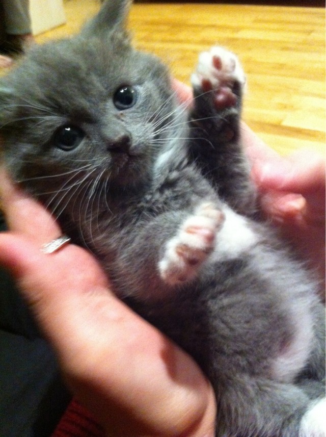 Котовторник 29.05.2012