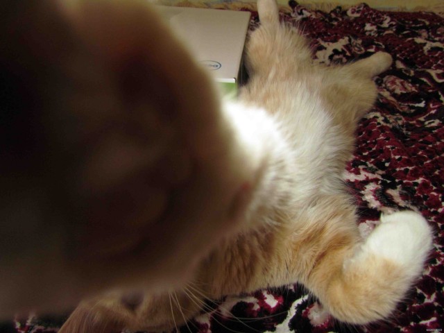 Котовторник  19.06.2012