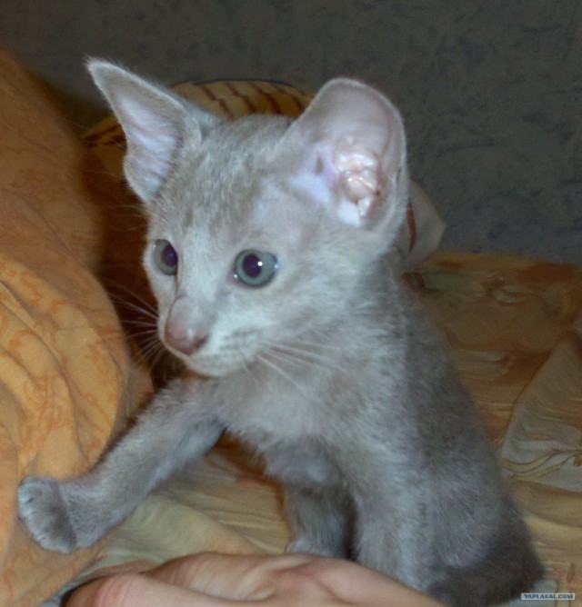 Котовторник  17.07.2012