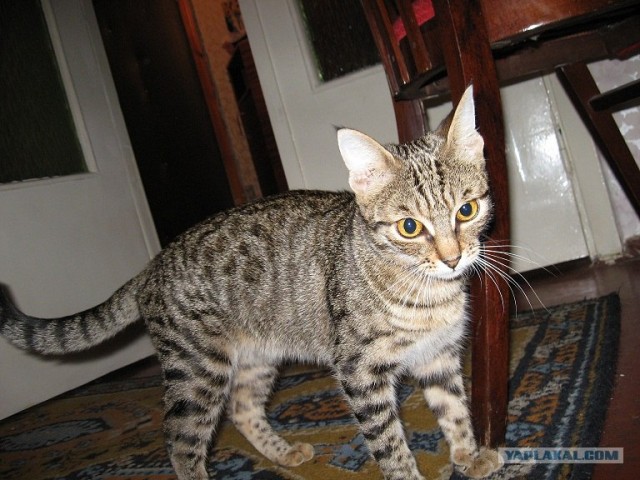 Котовторник  4.09.12