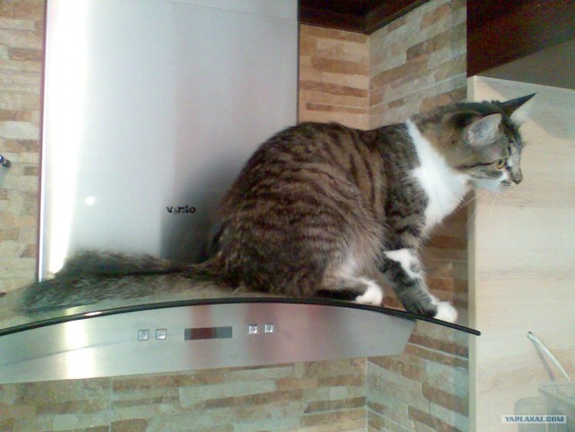 Котонянька и котовторник