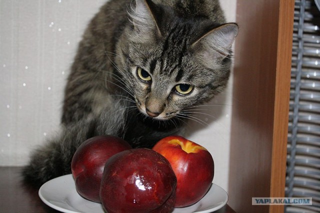Котовторник ( 23.10. 2012. )