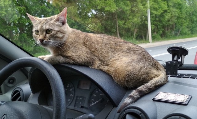 Прикольных котов пост