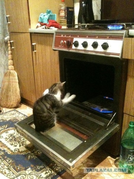 Замерз бедолага