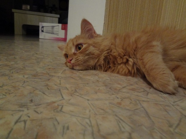 Котовторник 29.01.2013