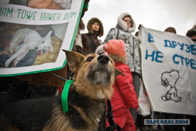 Во Владимире собаки насмерть загрызли молодого мужчину