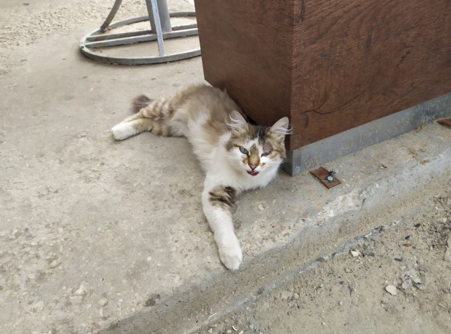 Котовторник! начнем? 04.06.19