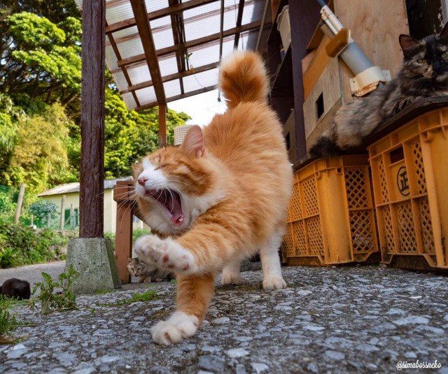 Котовторник однако