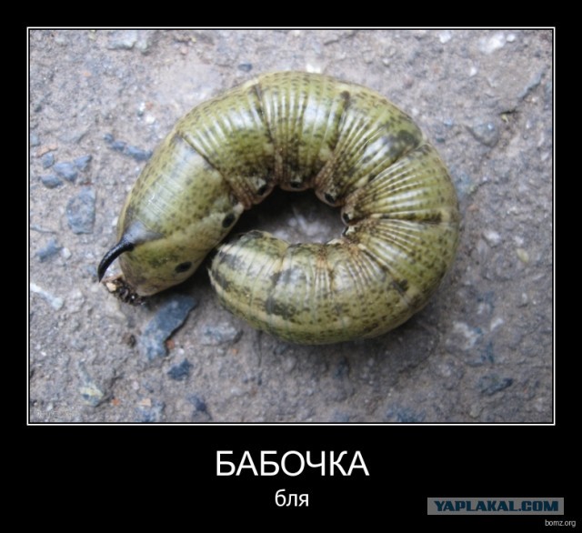 Вдуватели, как вам такая фея - мотылёк?