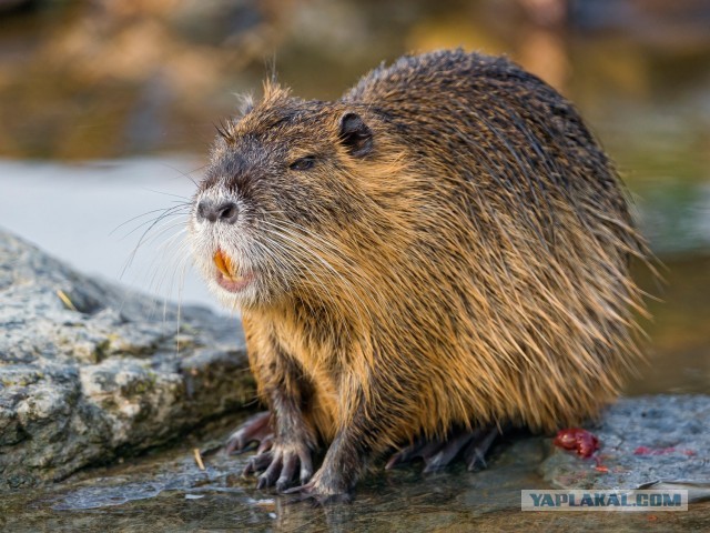 Тайный женский клуб!