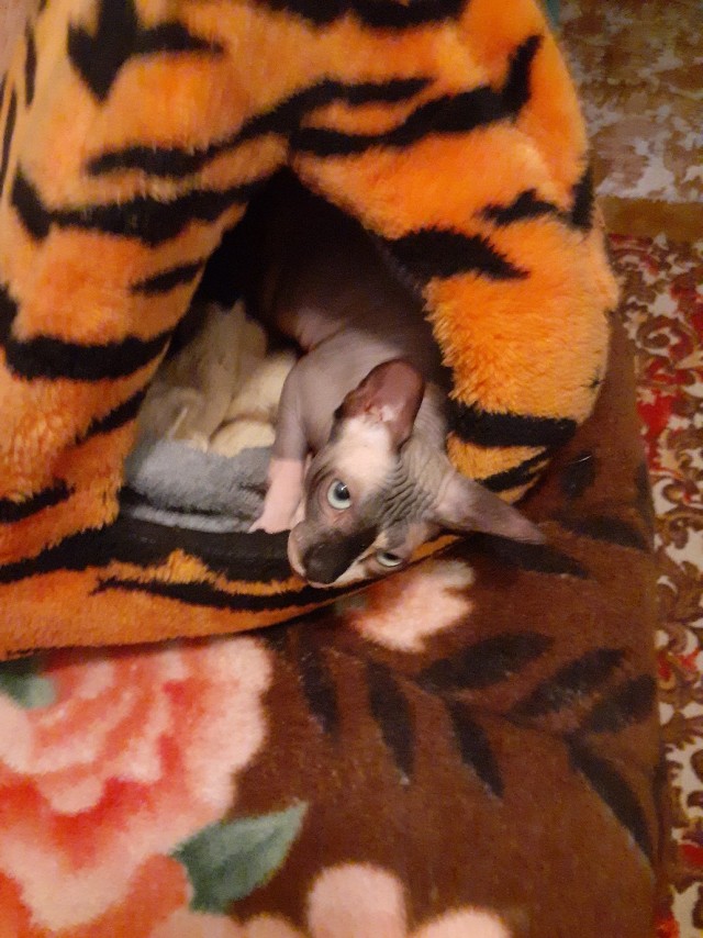 Забавные фото котеек