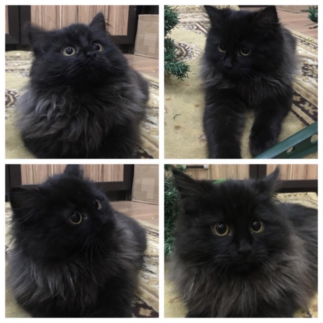 Котовторник