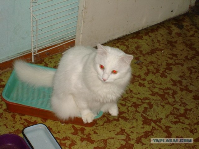 Отжабте моего кота