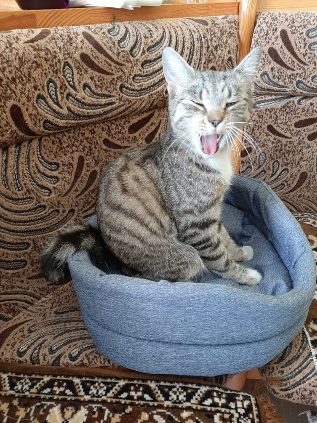 Эти забавные животные