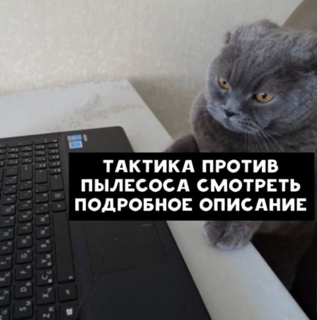 Что ищут кошки в интернете