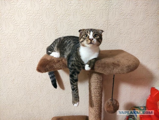К - Котогеничность