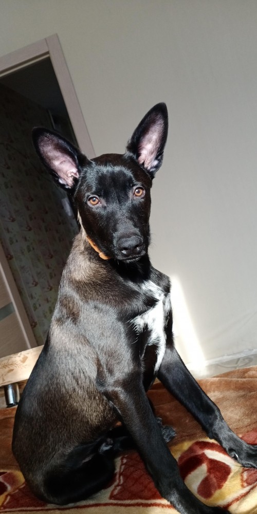 Мужчина нашёл крошечное яйцо в зоомагазине и решил его спасти