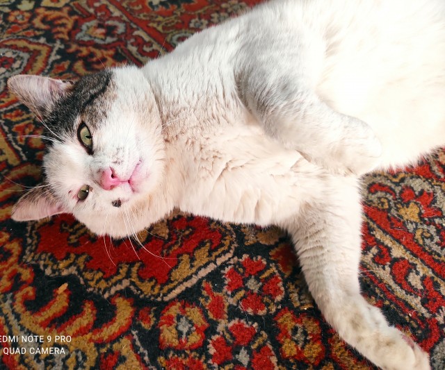 Даешь котовторник!