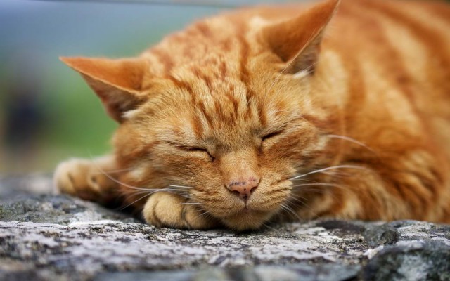 Разные котики