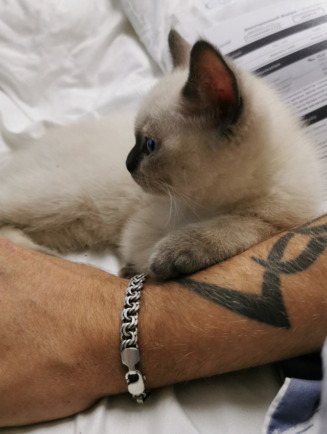 Котовторник так котовторник