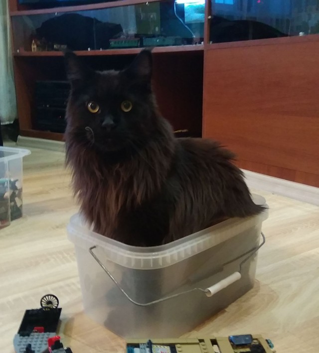 Котовторник 11.01.22