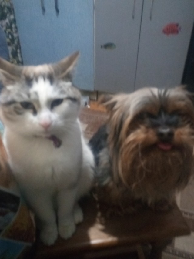 Котовторник 25.01.22