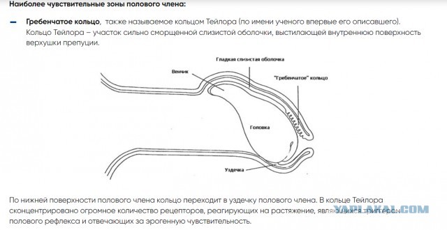 Как ухаживать за пенисом - советы от девушки - эксперта.
