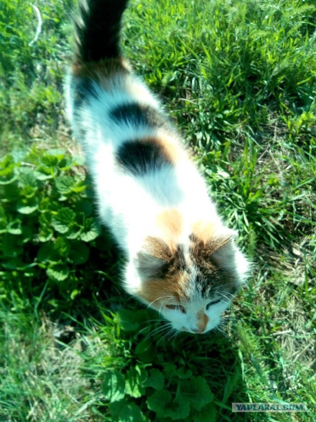 Котики в беде