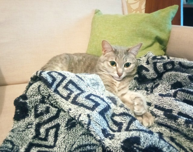 А вот и котовторник 24.05.2022