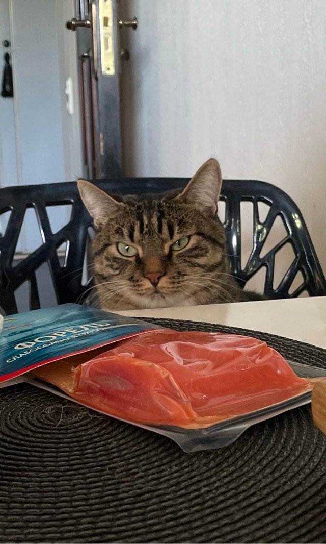 Начну котовторник чуть раньше!
