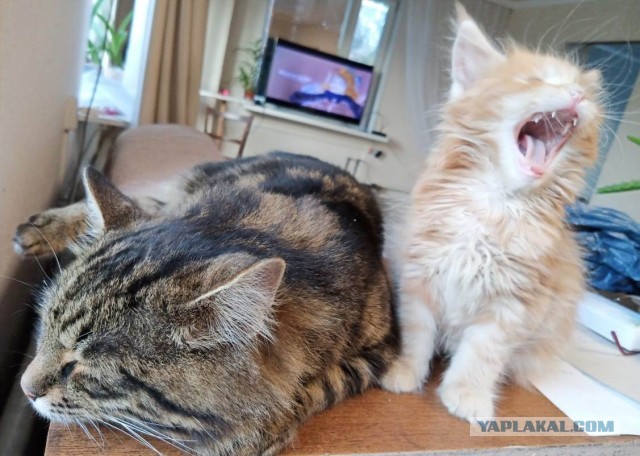 Ура! Котовторник.