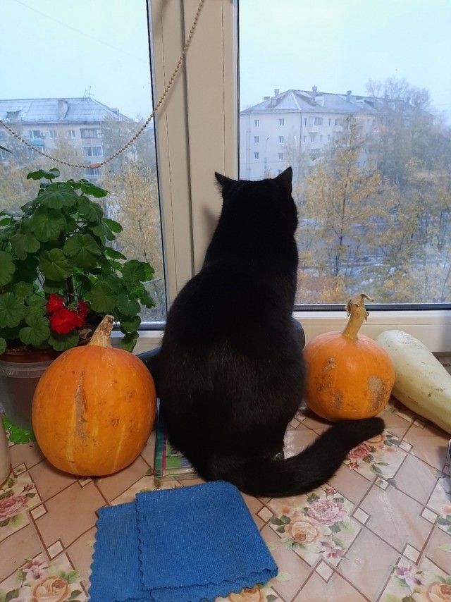 Котовторник 18.10.22