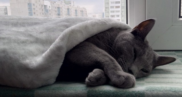 Как поймать кота