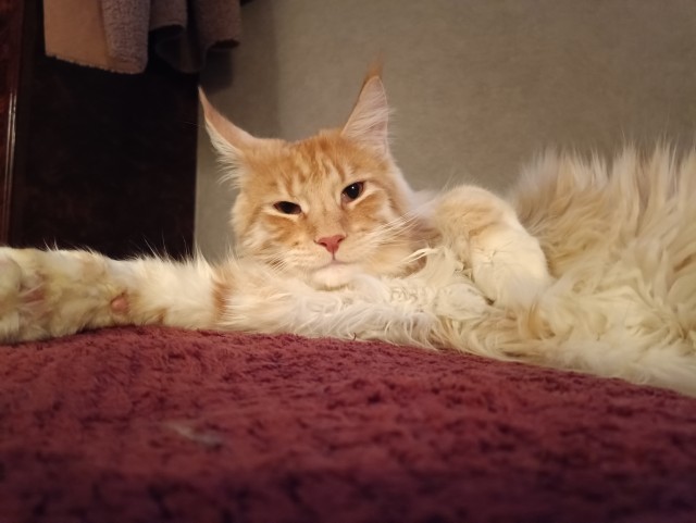 Кошка