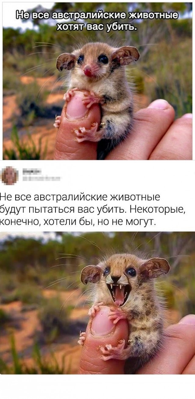 Что это за животинка?