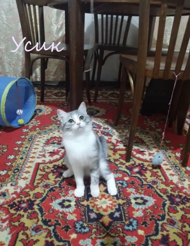 Жизнь домашнего приюта "Котоленд" 372