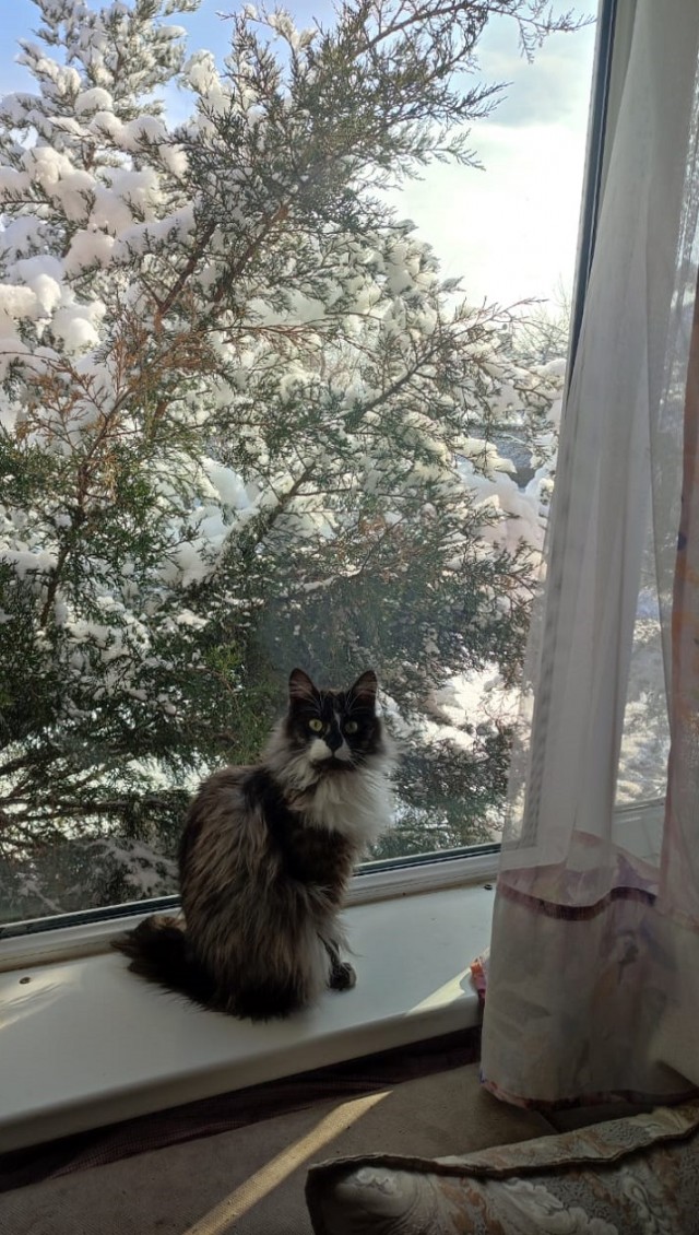 Котовторнику посвящается