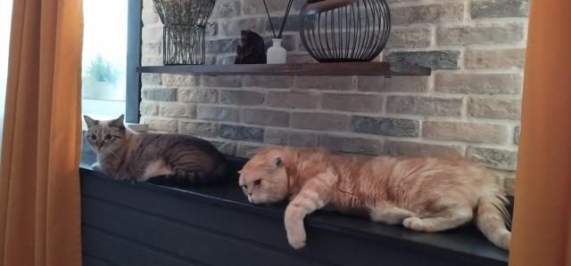 К - Котовторник ☺ Пополнение