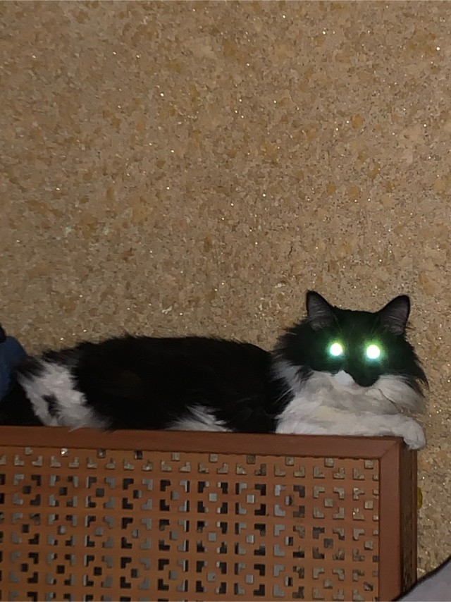 Первый Котовторник 2024